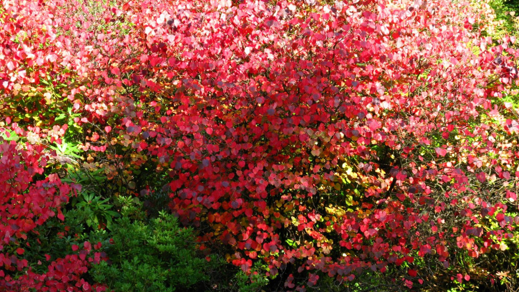 Cercidiphyllum japonicum jesienia