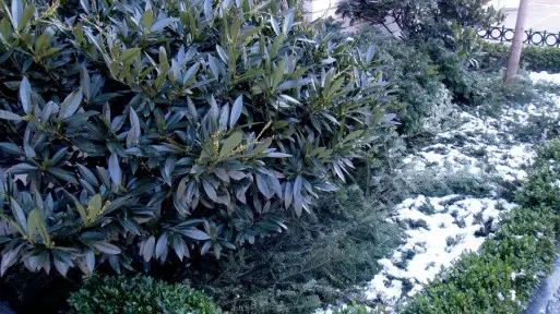 Przygotowanie rabaty do zimy | Czym okrywać rośliny przed mrozem? 5 materiałów do wyboru