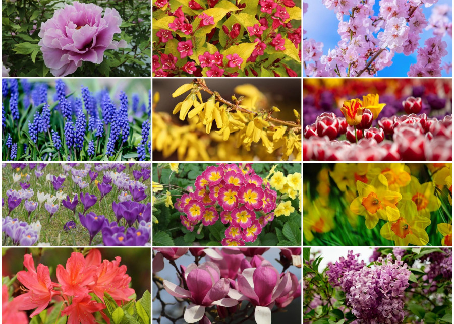 TOP 12 najpopularniejszych wiosennych kwiatów ogrodowych