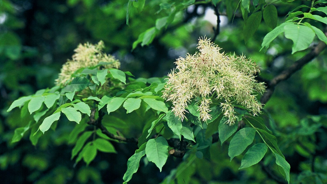 Fraxinus ornus kwiatostan