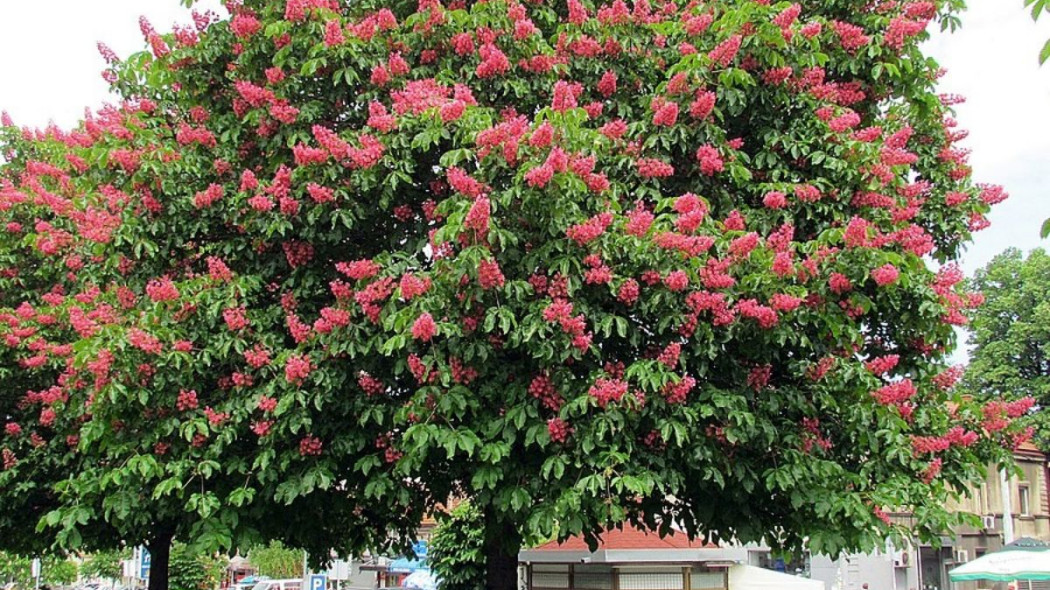 Kasztanowiec czerwony Aesculus carnea