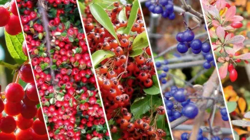 Top 5: Krzewy ozdobne o owocach jadalnych dla ptaków