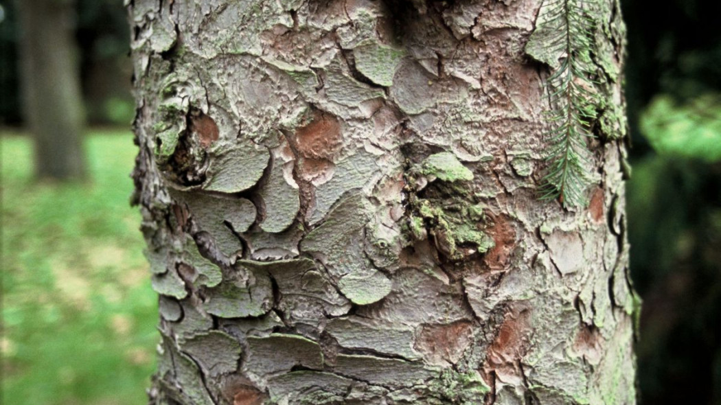 Swierk Brewera Picea breweriana kora