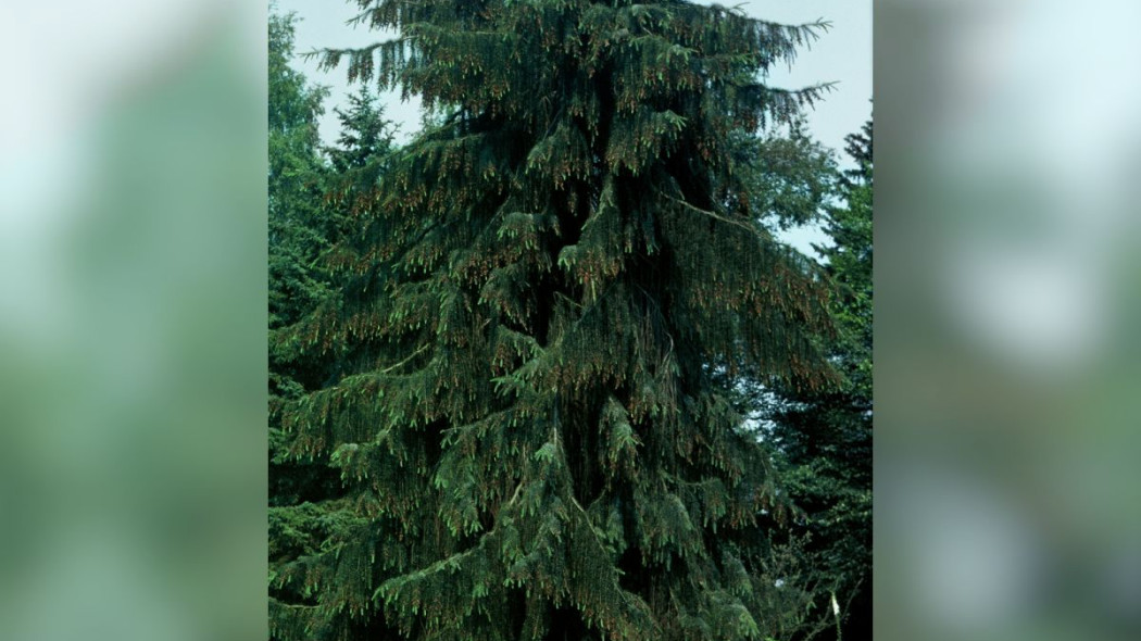 Swierk Brewera Picea breweriana