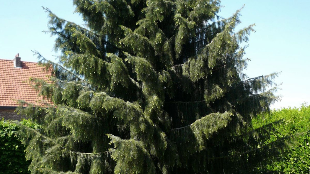 Picea breweriana