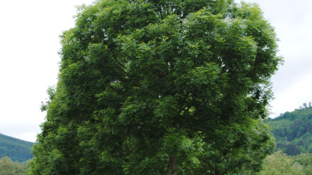 Fraxinus excelsior 'Westhofs Glorie'