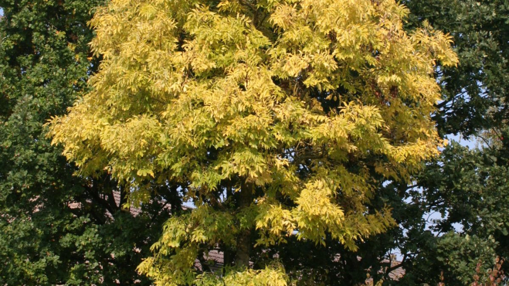 Fraxinus excelsior Allgold