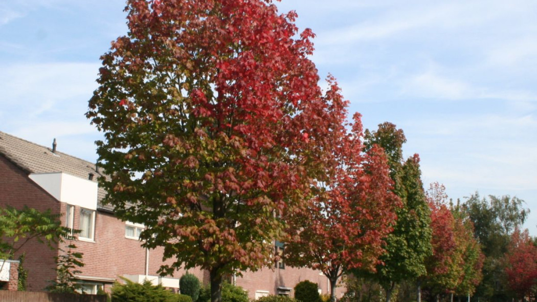 Klon czerwony Acer rubrum Tilford