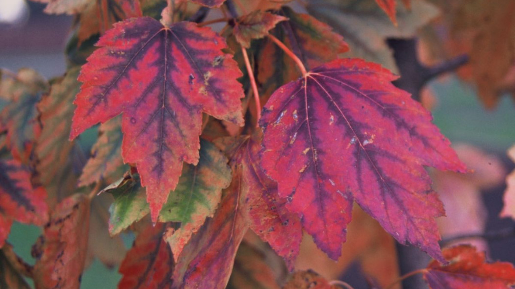 Klon czerwony Acer rubrum October Glory