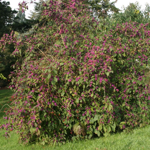 Pięknotka Bodiniera