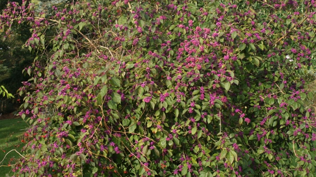 Pieknotka Callicarpa bodinieri