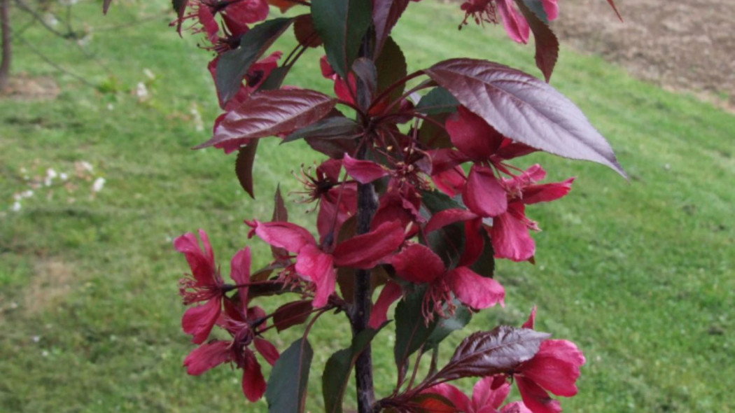 Malus purpurea Royalty, fot. Opioła Jerzy (CC BY-SA 4.0) - Wikimedia