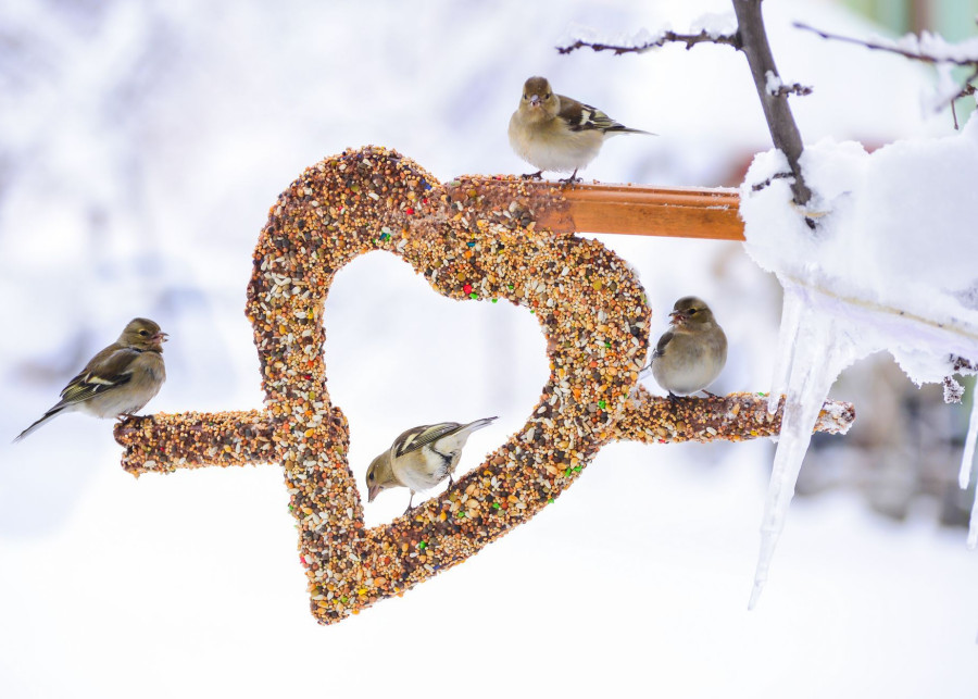 Jak mądrze dokarmiać ptaki zimą