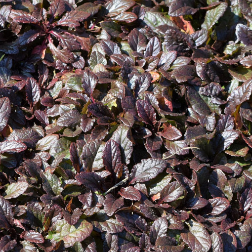 Dąbrówka rozłogowa 'Atropurpurea'