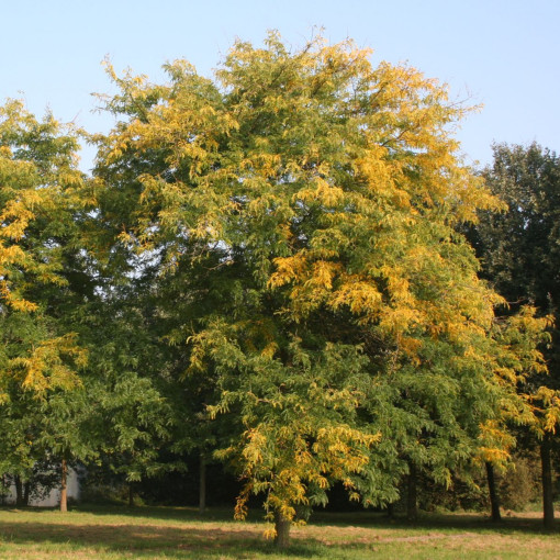 Glediczja trójcierniowa 'Sunburst'