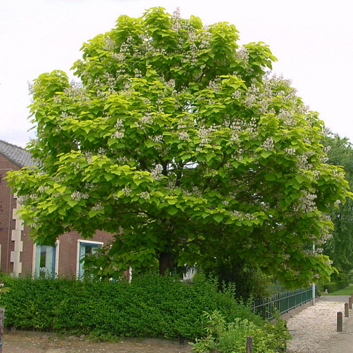 Surmia bignoniowa 'Aurea'