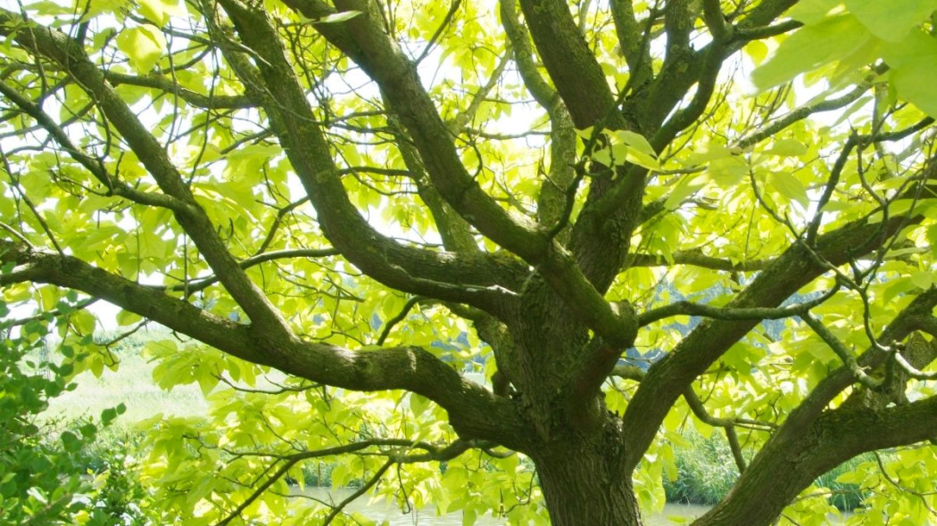 Surmia katalpa catalpa bignoniowa Aurea, fot. iVerde