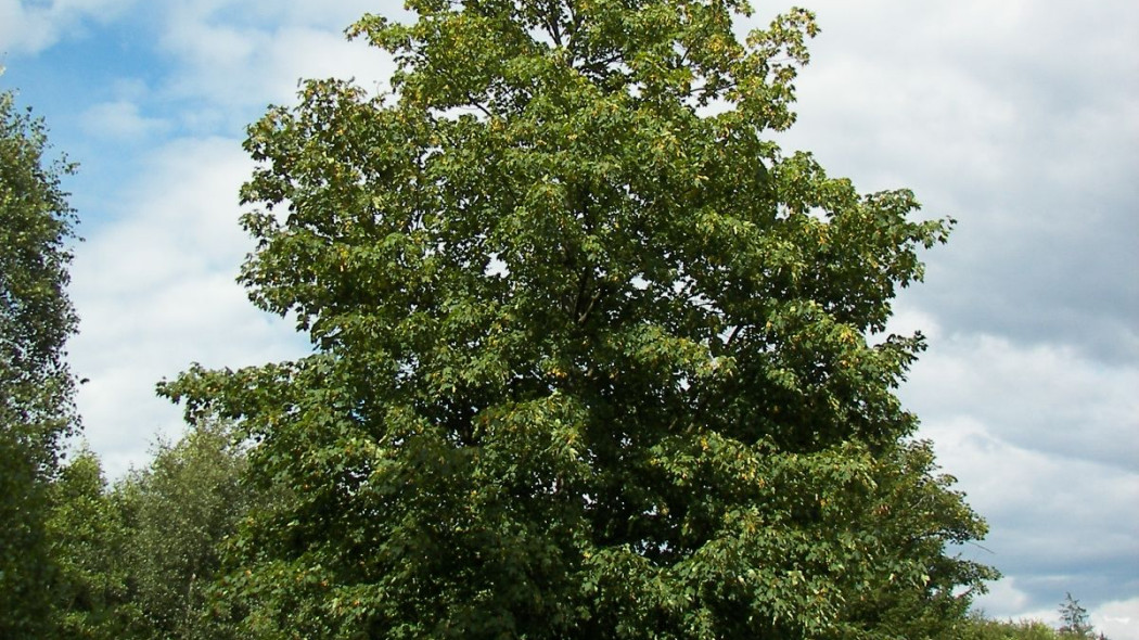 Acer pseudoplatanus Klon jawor