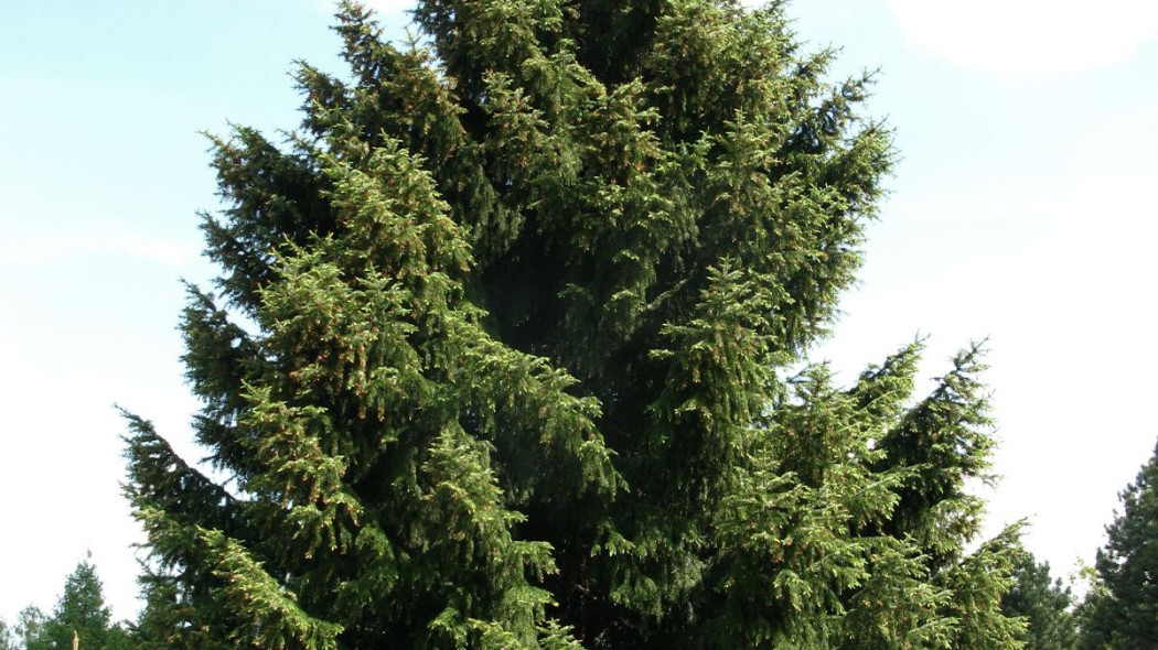 Picea omorika Swierk serbski