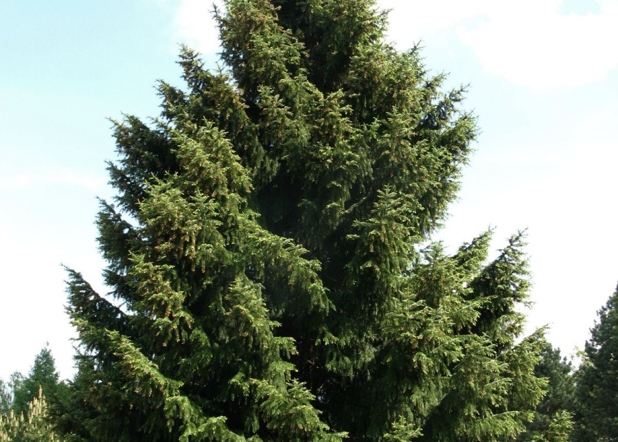 Picea omorika Swierk serbski