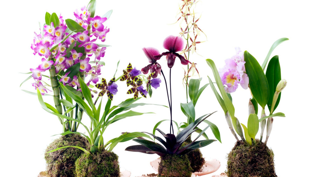 Storczyki orchidee ktore najpopularniejsze najlepsze top 7 domowe storczyki