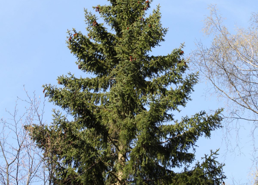 Swierk pospolity Picea abies