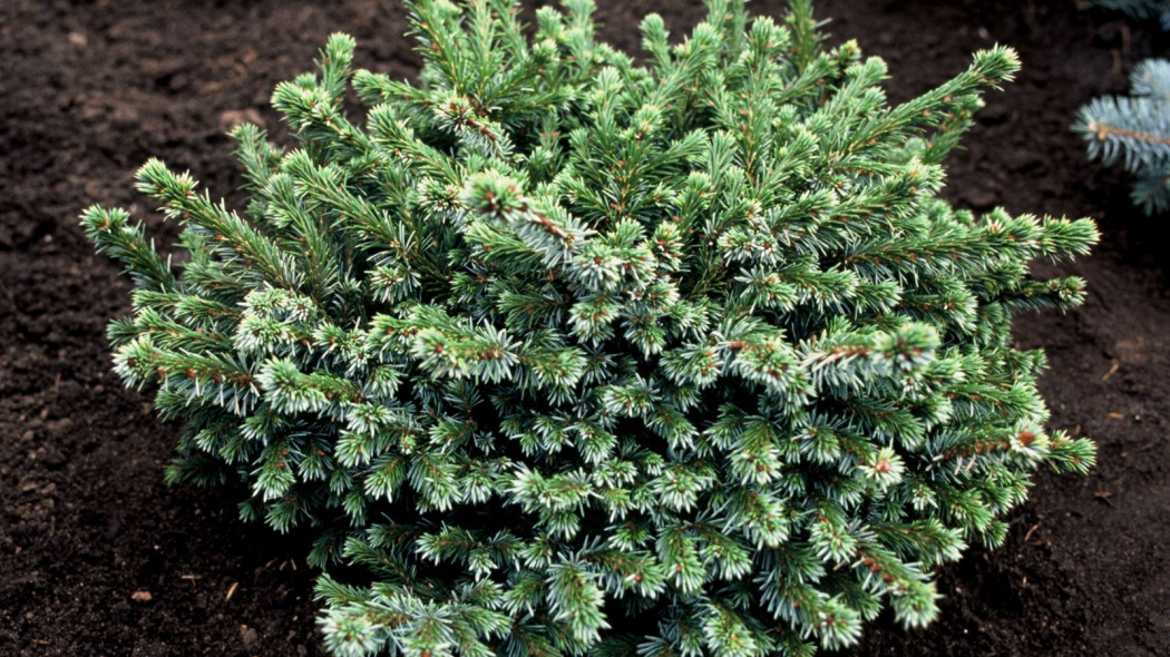 Picea omorika Pimoko