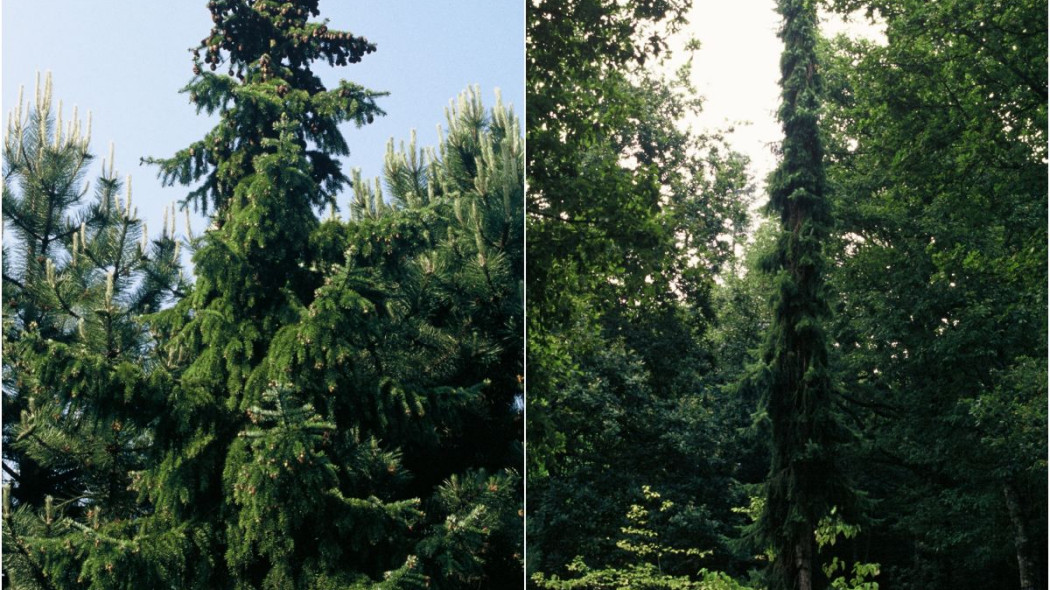 Swierk serbski Picea omorica odmiany kolumnowe, fot. iVerde