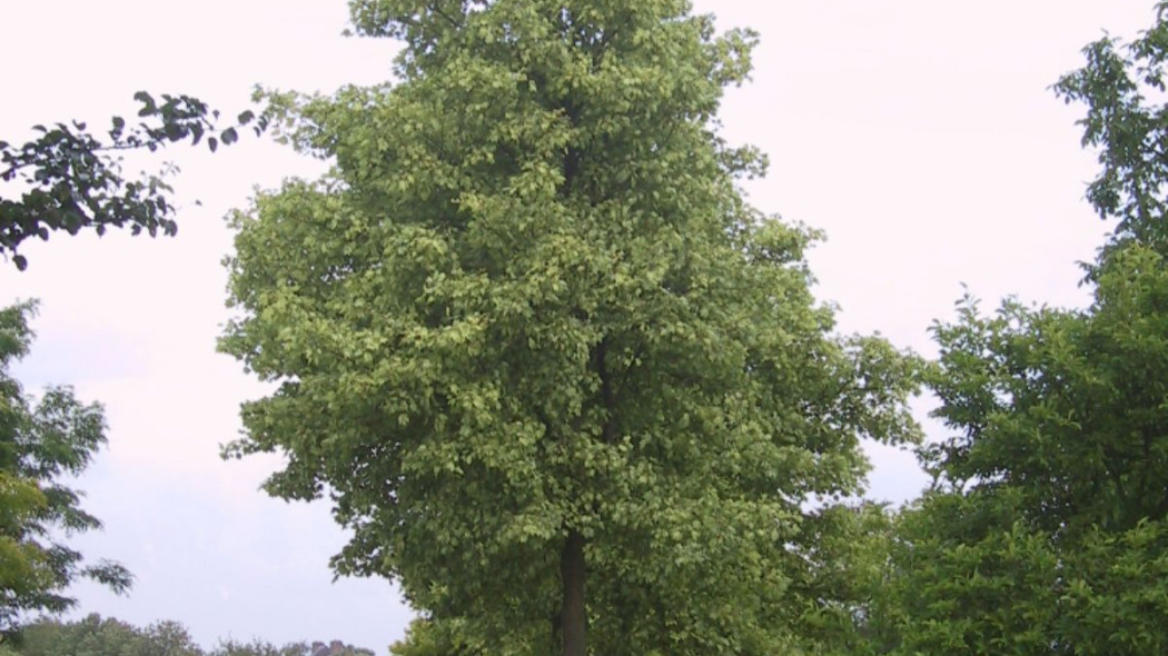 Acer pseudoplatanus Klon jawor Leopoldii