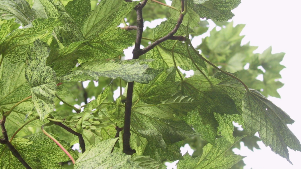 Acer pseudoplatanus Klon jawor Leopoldii liscie, fot. iVerde