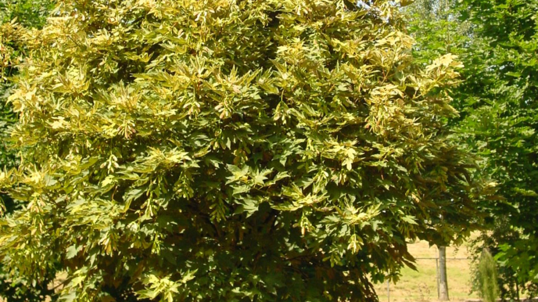 Acer pseudoplatanus Klon jawor Prinz Handjery, fot. iVerde