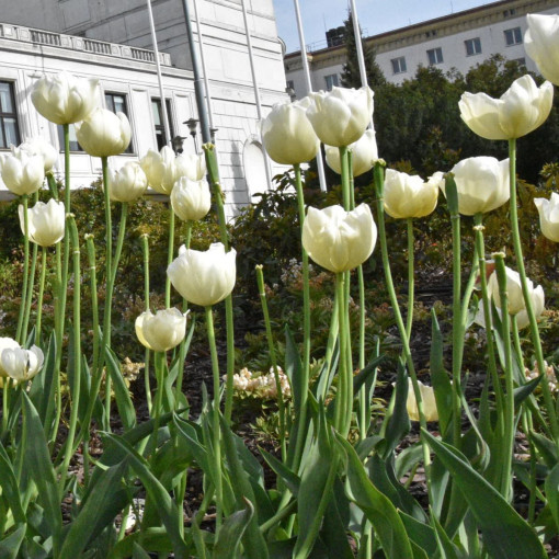 Tulipan 'Maria Kaczyńska'