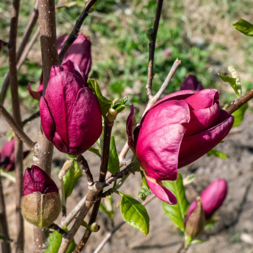 Magnolia 'Genie'