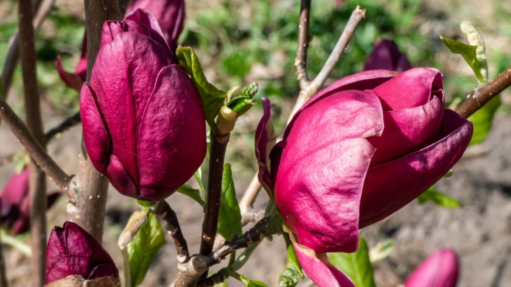 Magnolia Genie, fot. Krisata - Dreamstime