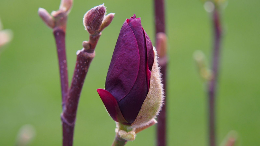 Magnolia Genie, fot. Gratysanna - Dreamstime