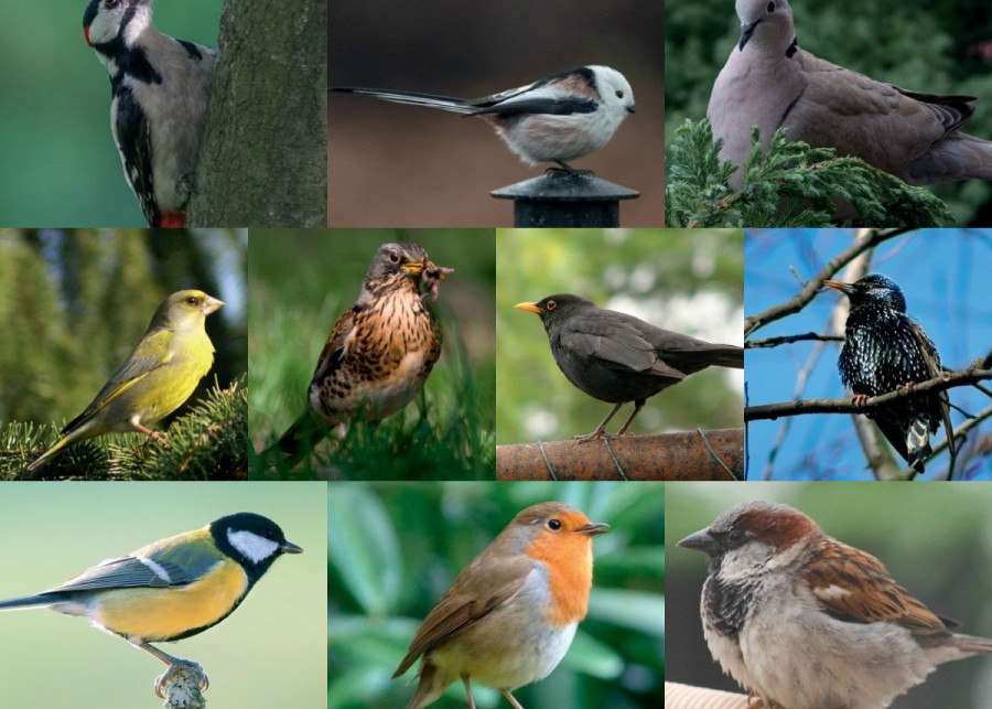 TOP 10 najpopularniejszych dzikich ptaków 