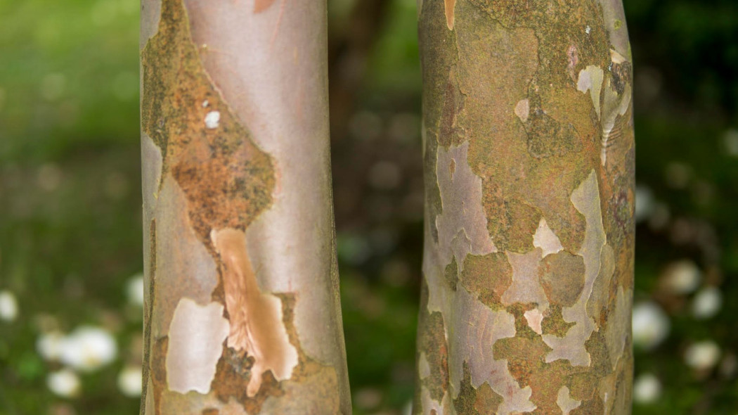 Stewarcja kameliowata Stewartia pseudocamellia, fot. michal812 - Depositphotos