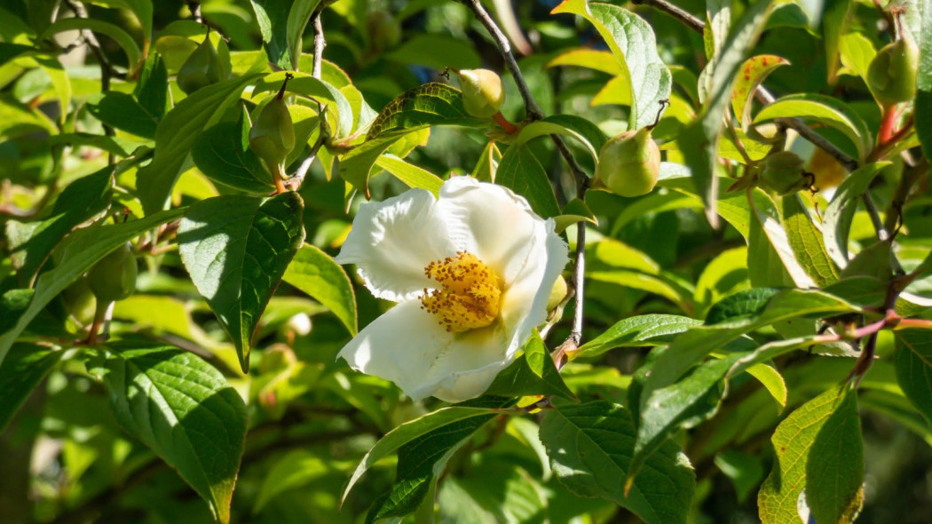 Stewarcja kameliowata Stewartia pseudocamellia, fot. Kris.Rad - Depositphotos