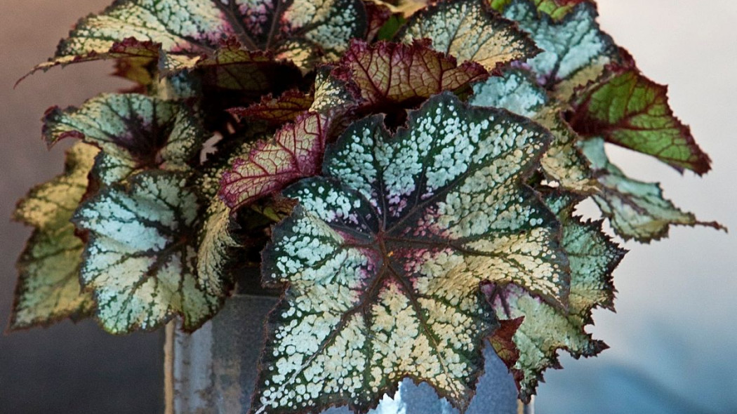 Begonia krolewska rex, fot. Floradania.dk