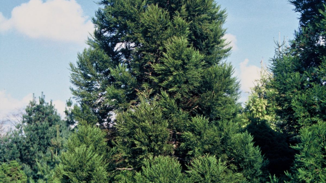 Kryptomeria Cryptomeria japonica Gracilis