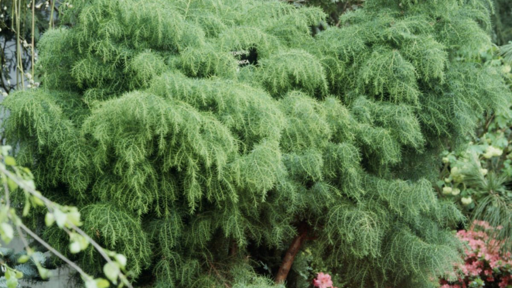 Cryptomeria japonica Elegans Viridis