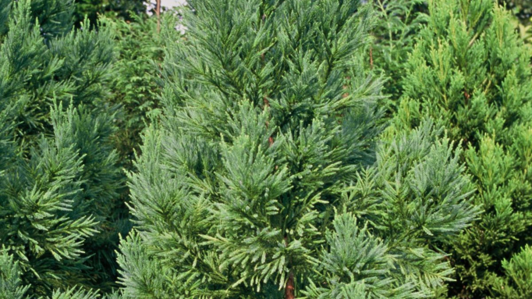 Cryptomeria japonica Compacta