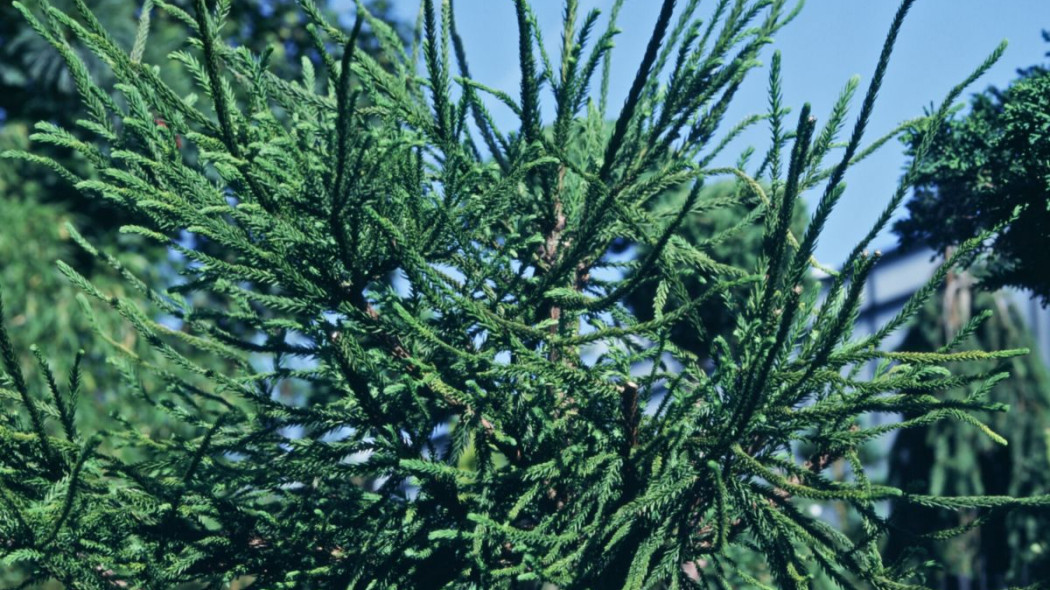 Cryptomeria japonica Dacrydioides