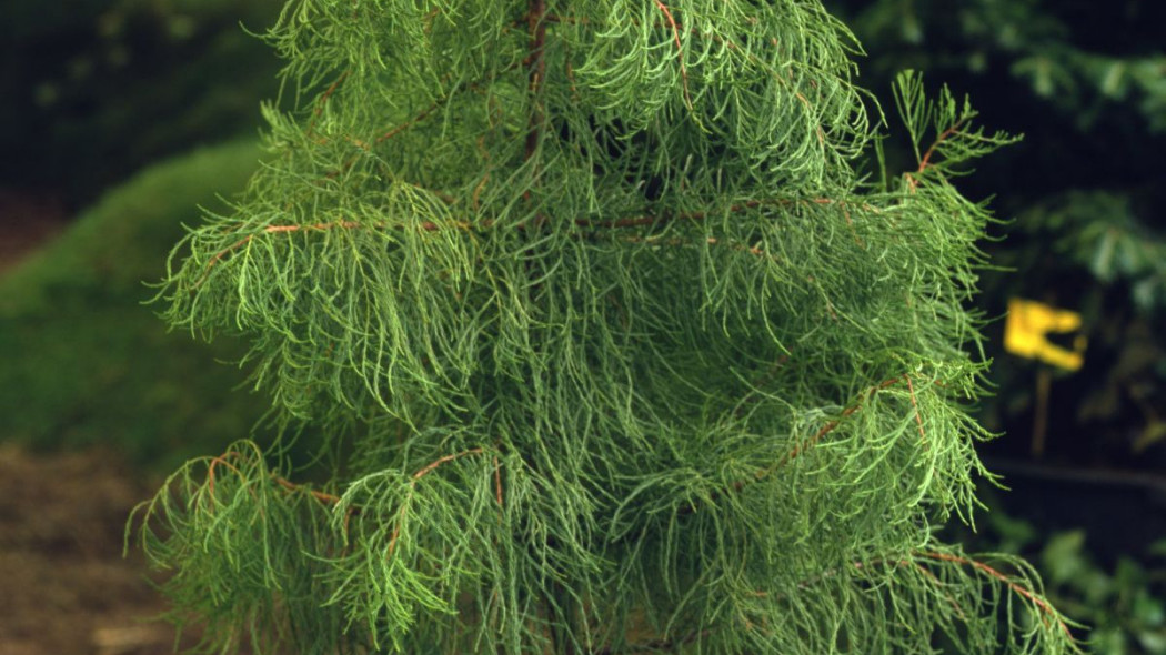 Cryptomeria japonica Rasen