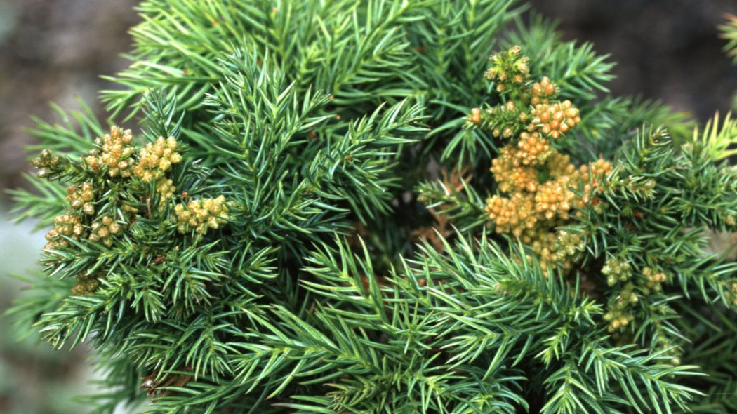 Cryptomeria japonica Monstrosa Nana, fot. iVerde