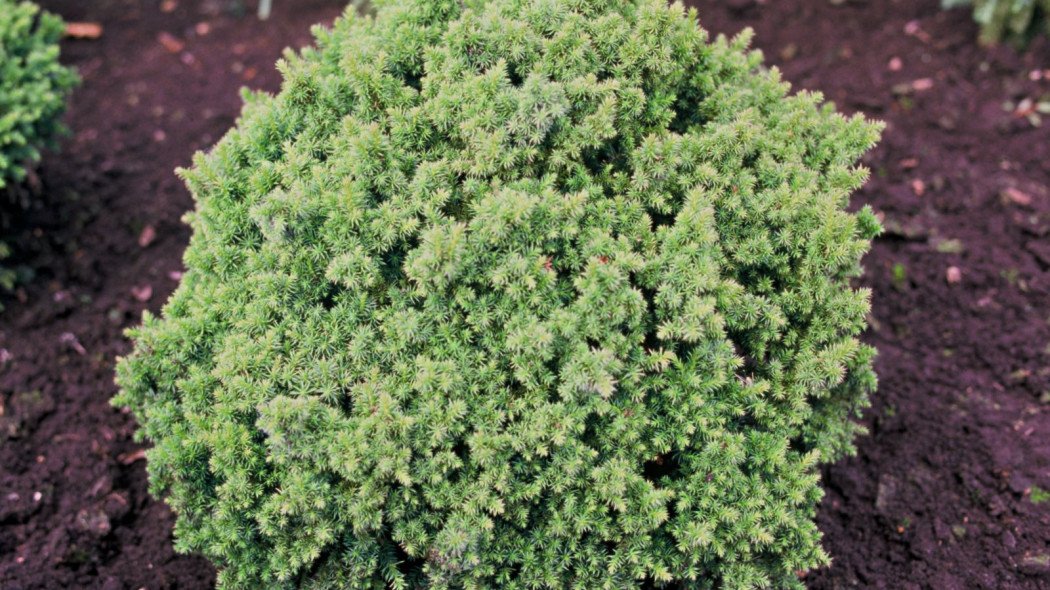 Cryptomeria japonica Vilmoriana, fot. iVerde