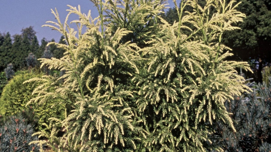 Cryptomeria japonica Sekkan