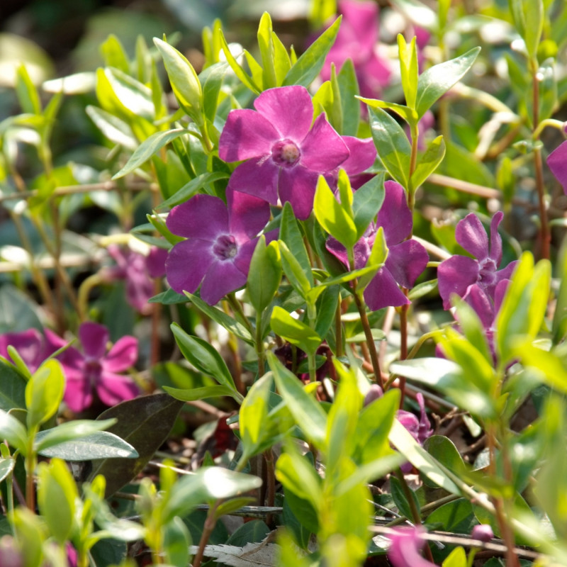 rośliny okrywowe - barwinek Atropurpurea fot. iVerde