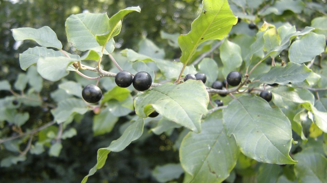 Frangula alnus Kruszyna pospolita