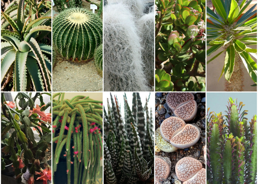 TOP 10 najpiękniejszych sukulentów i kaktusów do mieszkania